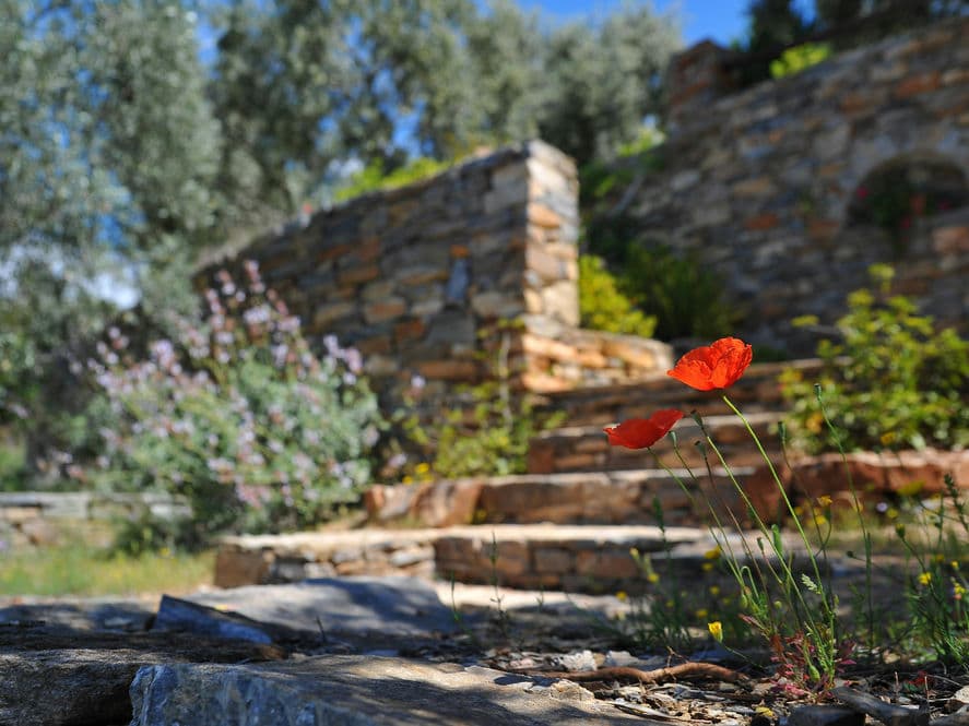 Vibrant red poppy flower in a stone garden with olive trees and blooming plants.